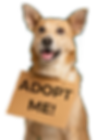 perritp-2.png