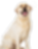 GOLDEN-RETRIEVER-CON-CORAZONES.png