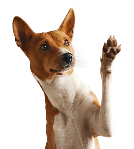 perro.png