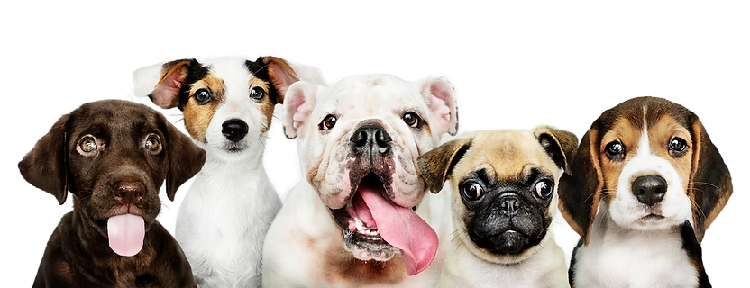 perritos.png