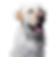 peroo.png